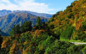 紅葉情報